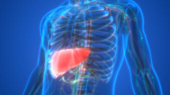 human liver anatomy